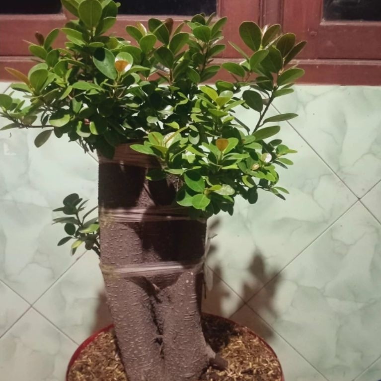 Bonsai dolar mangkok pucuk merah (red bowl), realpict