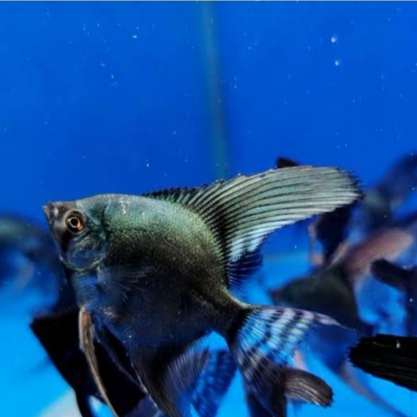 hiasan aquascape manfish Avatar