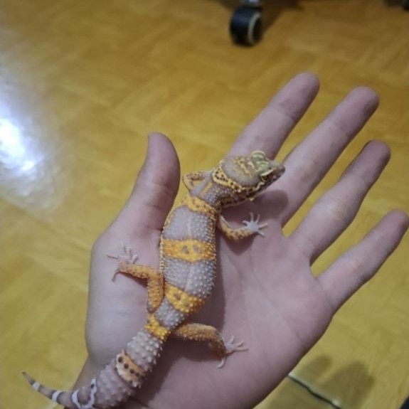 Leopard Gecko Female - Tangerine Bell Black Night Cross het Radar - Usia Juve Betina Sehat Mulus Ore