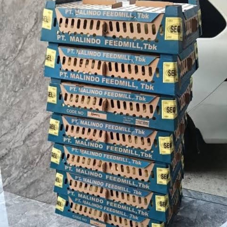 DOC BROILER super sudah vaksin 100ekor (1box)