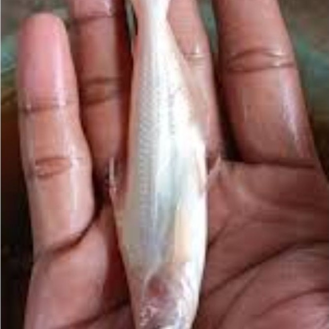 Patin Albino ukuran 2-3 cm isi 30 ekor bonus pakan