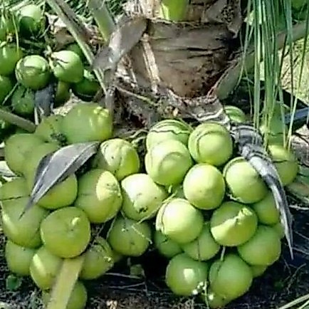 Bibit kelapa gejah entok berkualitas / kelapa hibrida super lebat