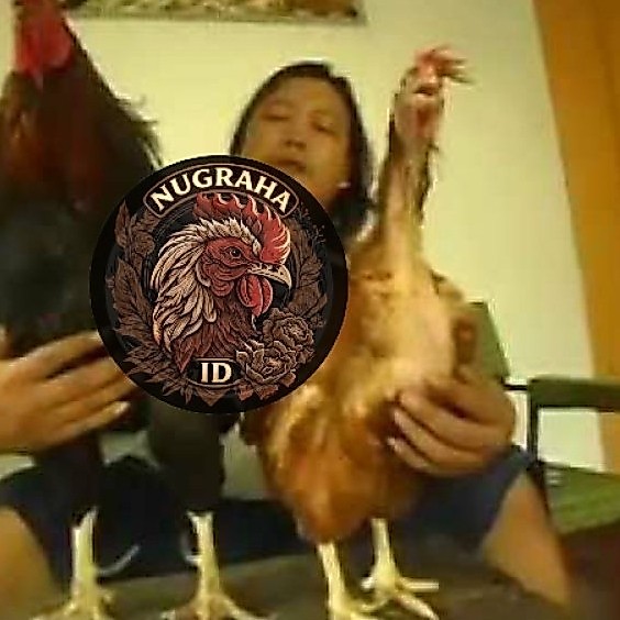 TELUR AYAM JAWA SUPER BESAR / JOPER NUGRAHA ID