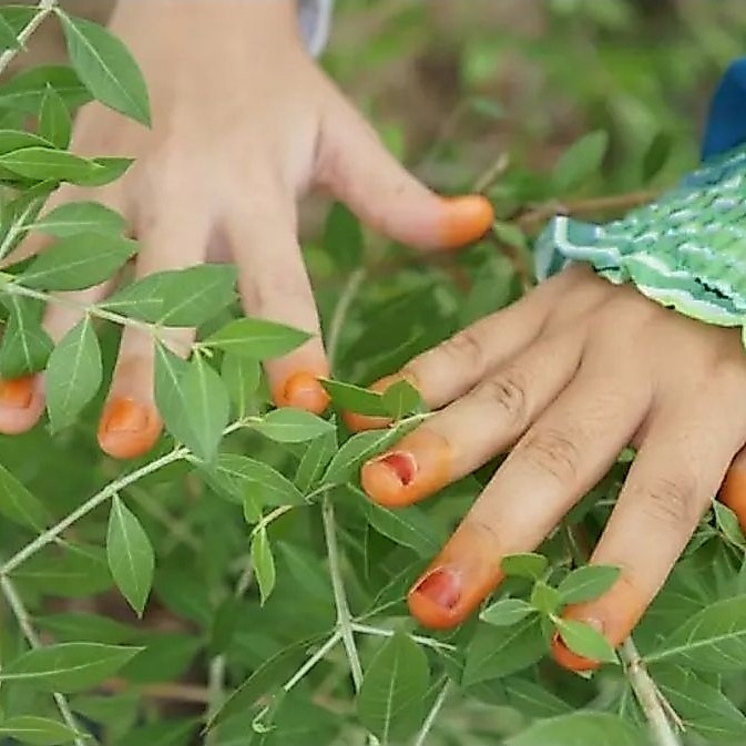 Daun pacar asli 100% berat 100 gram| daun inai kuku tradisional bisa cod gratis ongkir