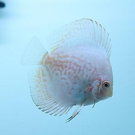 Ikan Discus White Butterfly