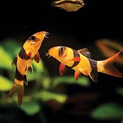 botia clown loach fish / botia sumatra