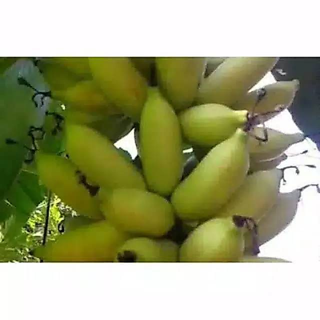 Bibit pisang mas