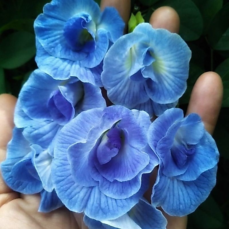 Biji Bunga TELANG TUMPUK BIRU