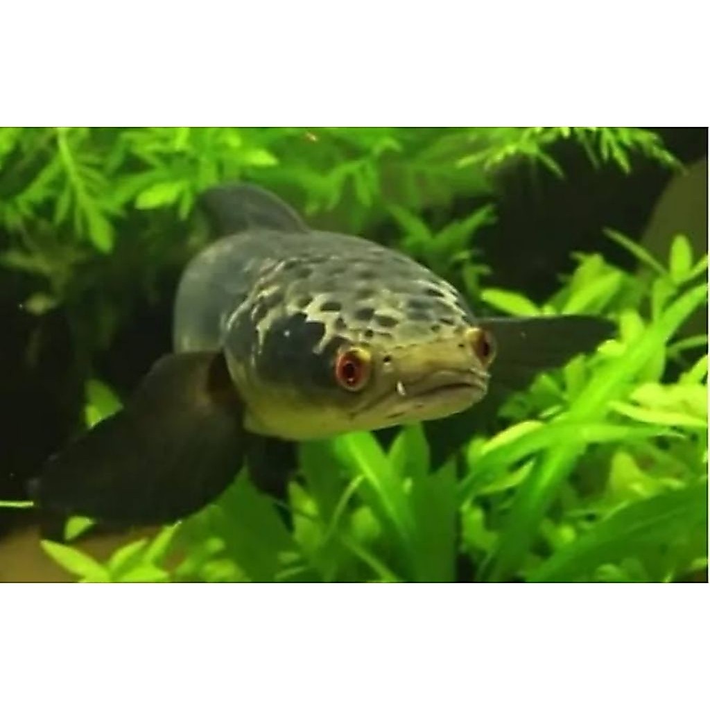 Hiasan Aquarium | Maru YS Ombyokan | Bahan Progress 5-13cm