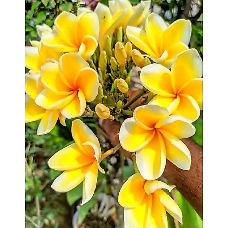 Plumeria kuning cendana  Kamboja Bali