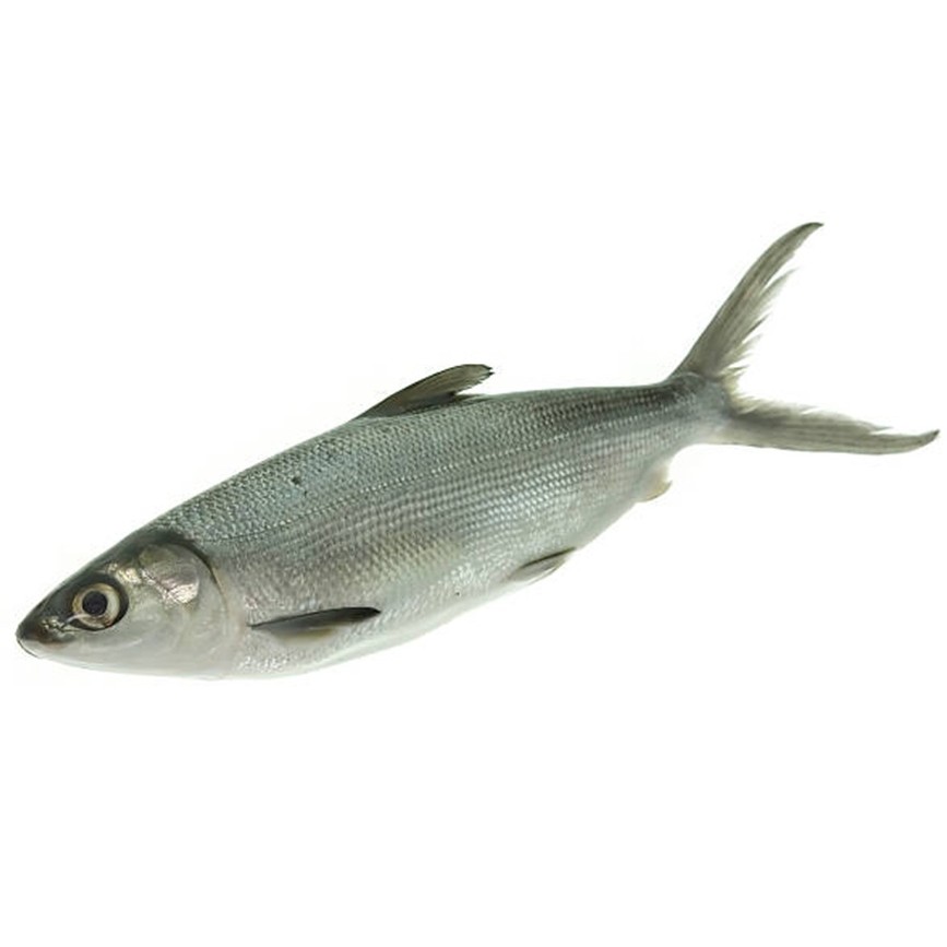 Ikan Bandeng Cabut Duri Bandeng Tanpa Duri - SUPER DEAL!!!