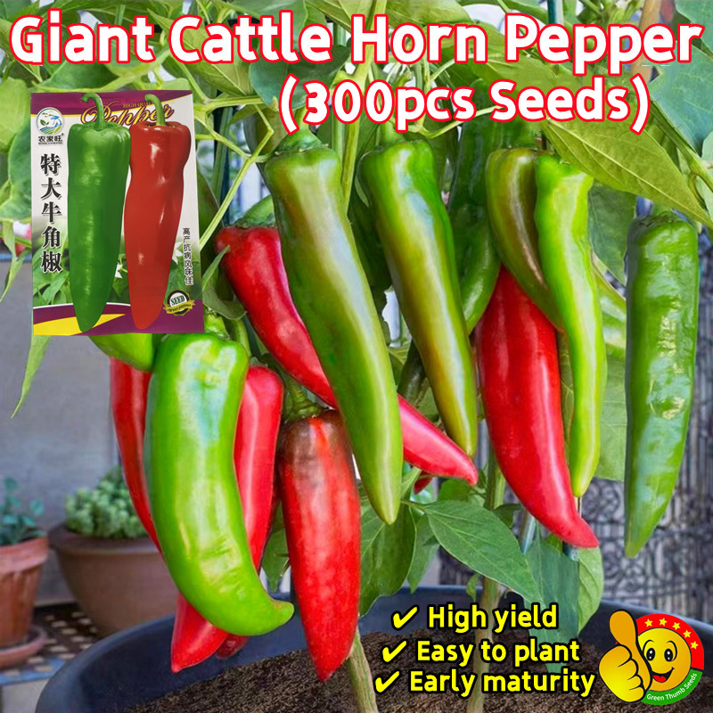 100% Original Giant Cattle Horn Pepper Seeds Sale (Fresh 300pcs Seeds) Organic Hot Chili Pepper Seed