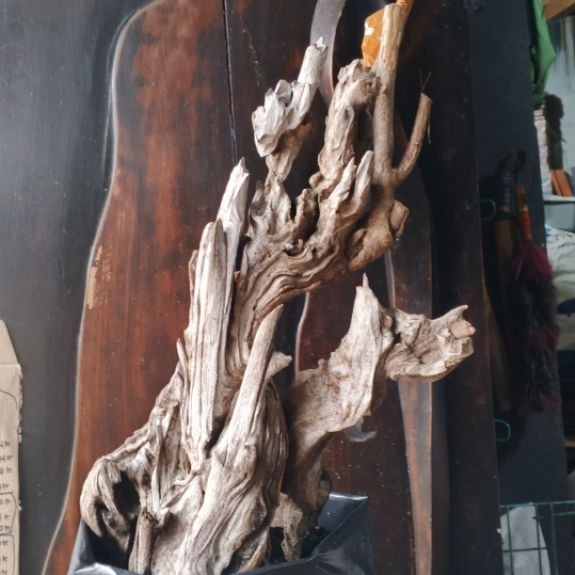 Bahan Bonsai Wahong