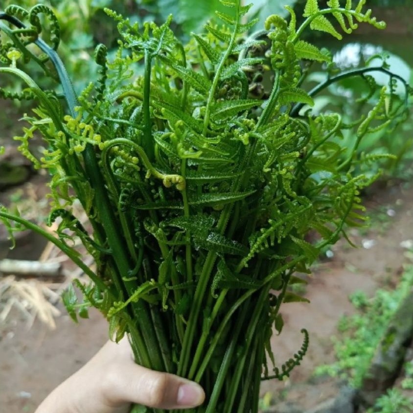 Sayur Pakis Segar 500 Gram - Tingkatkan Produksi Sel Darah Merah
