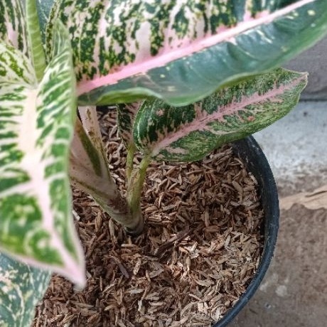 Aglonema mutiara alba dewasa