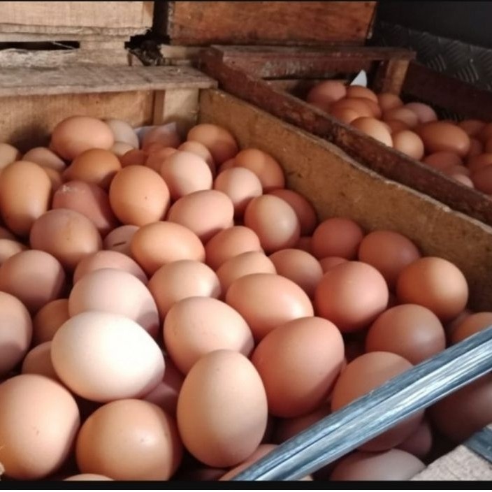 (Paiton - Kotaanyar) Telur Ayam Negeri 1kg - Segar, Berkualitas, Tinggi Protein