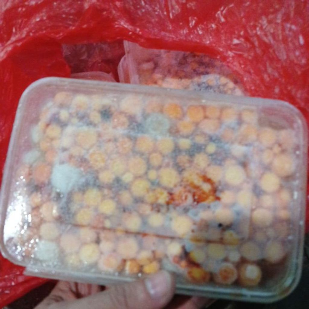 Telur Bulus Umpan Pancing Galatama Lele 470-500g