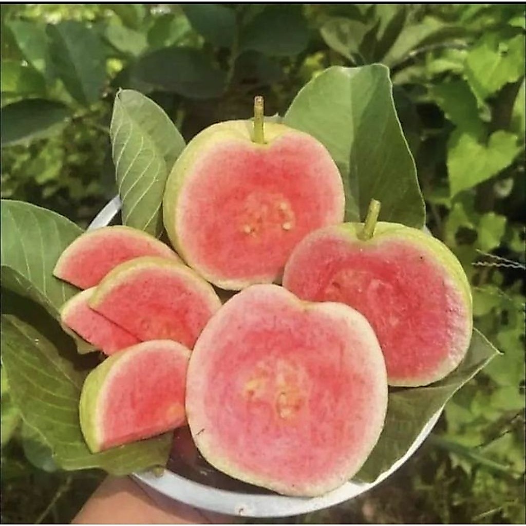 BiBit Jambu Kristal merah tanpa biji  1 th berbuah