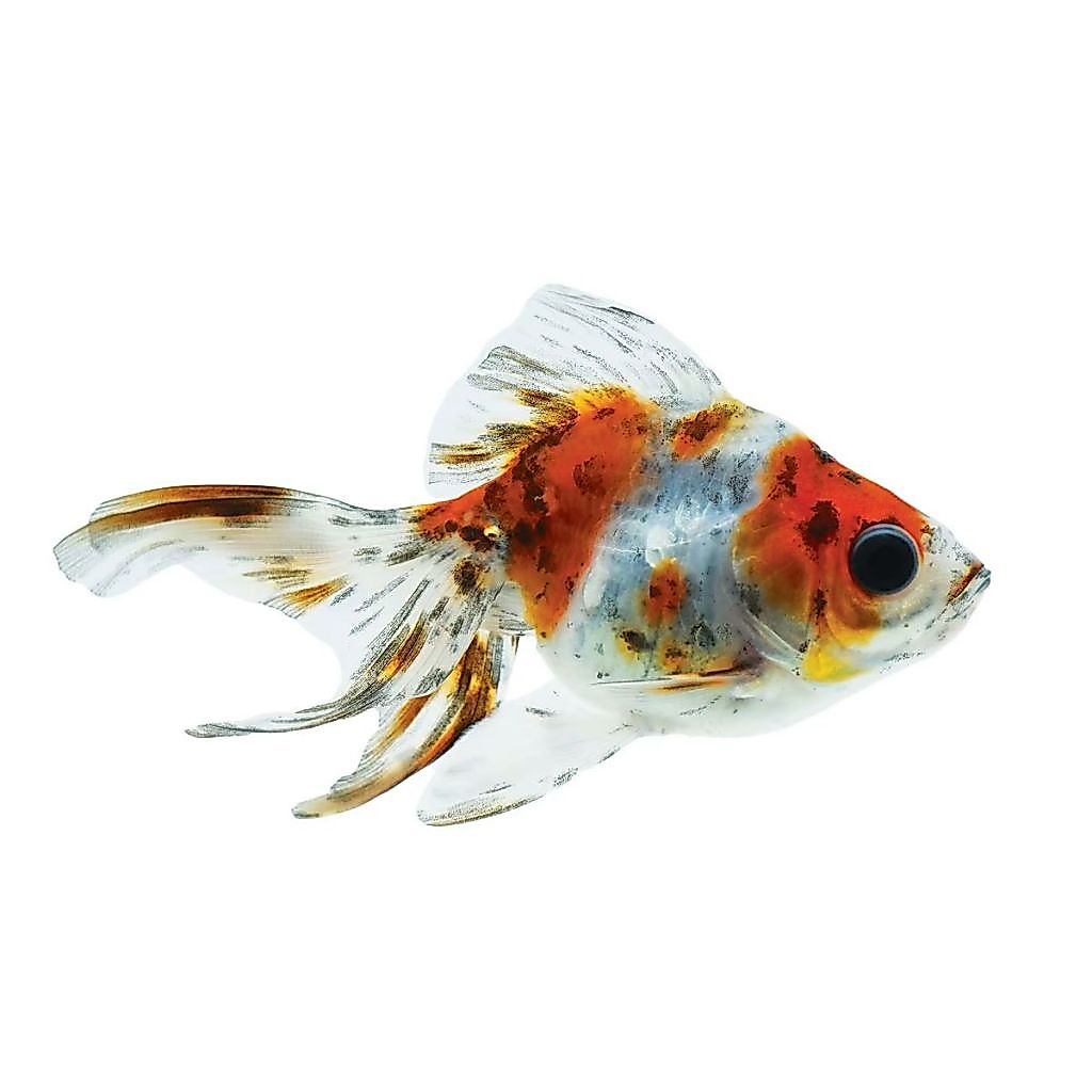 Ikan Hias Koki Calico / Ikan Koki Calico / Ikan Hias Air Tawar