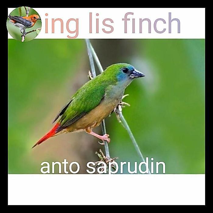 burung emprit hijau/bing lis finch