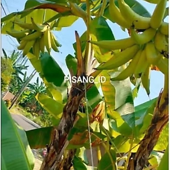 Promo Bonggol Pisang Tanduk Botol Kualitas Unggul Cepat Berbuah