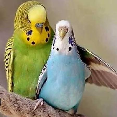 Burung Parkit Warna Mutasi Sepasang Pilihan