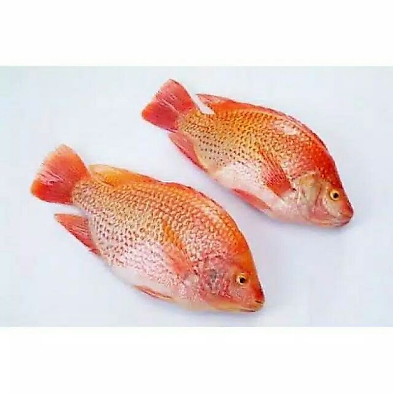 * SEMBAKO MURAH * Ikan Nila Merah Fresh Kiloan Pasar Murah Bekasi