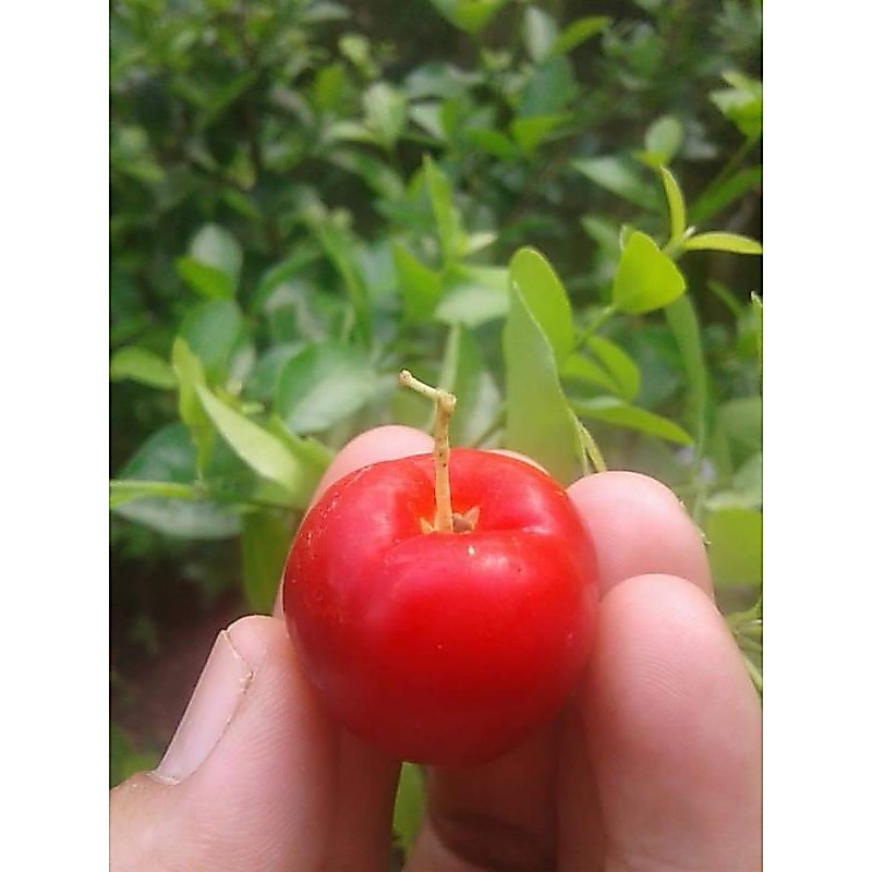 bibit sianci manis/ceri vietnam