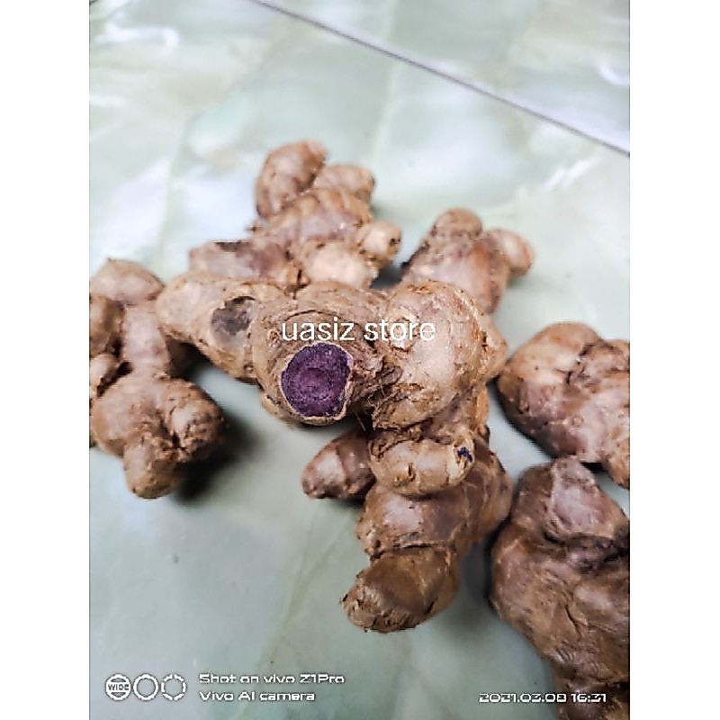 rimpang kunyit hitam asli original