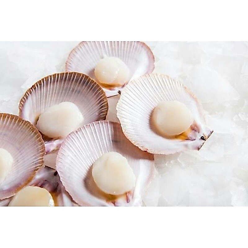 Scallop Cangkang/scallop half shell