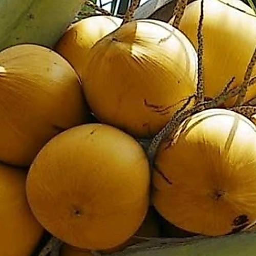 Bibit Kelapa Gading Kuning Super Berbuah Pendek