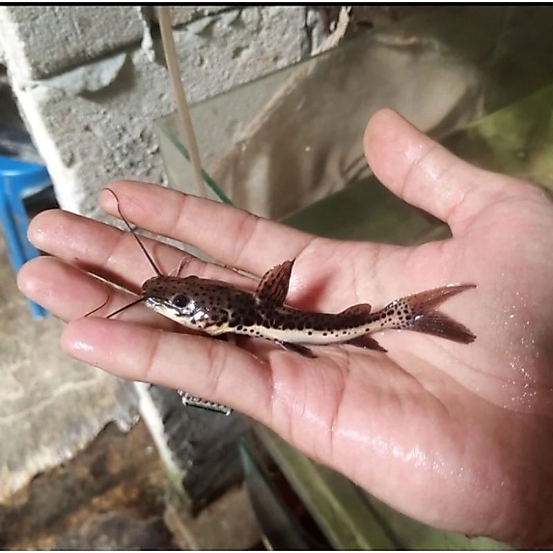 LEOPARD CATFISH