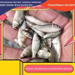 bibit ikan mas ukuran 1 jari per ekor   GROSIR BANDUNG PER EKOR INSTANT BDG
