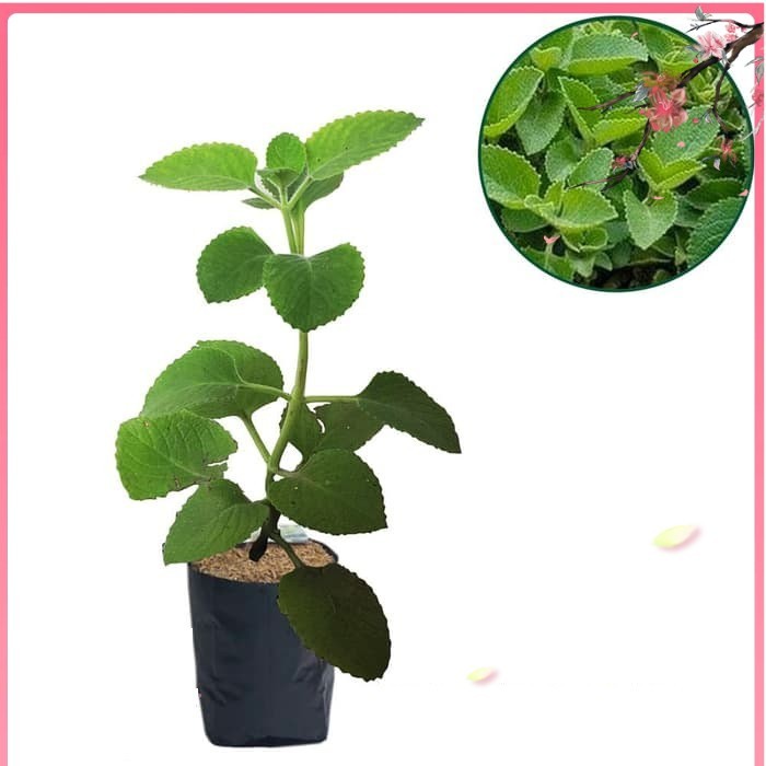 TERLARIS Bibit Tanaman Jinten/Jintan Hitam BISA COD/BAYAR DITEMPAT