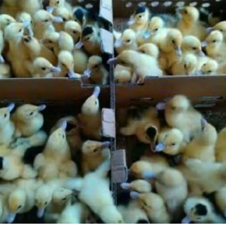 bibit bebek entok  entog lokal