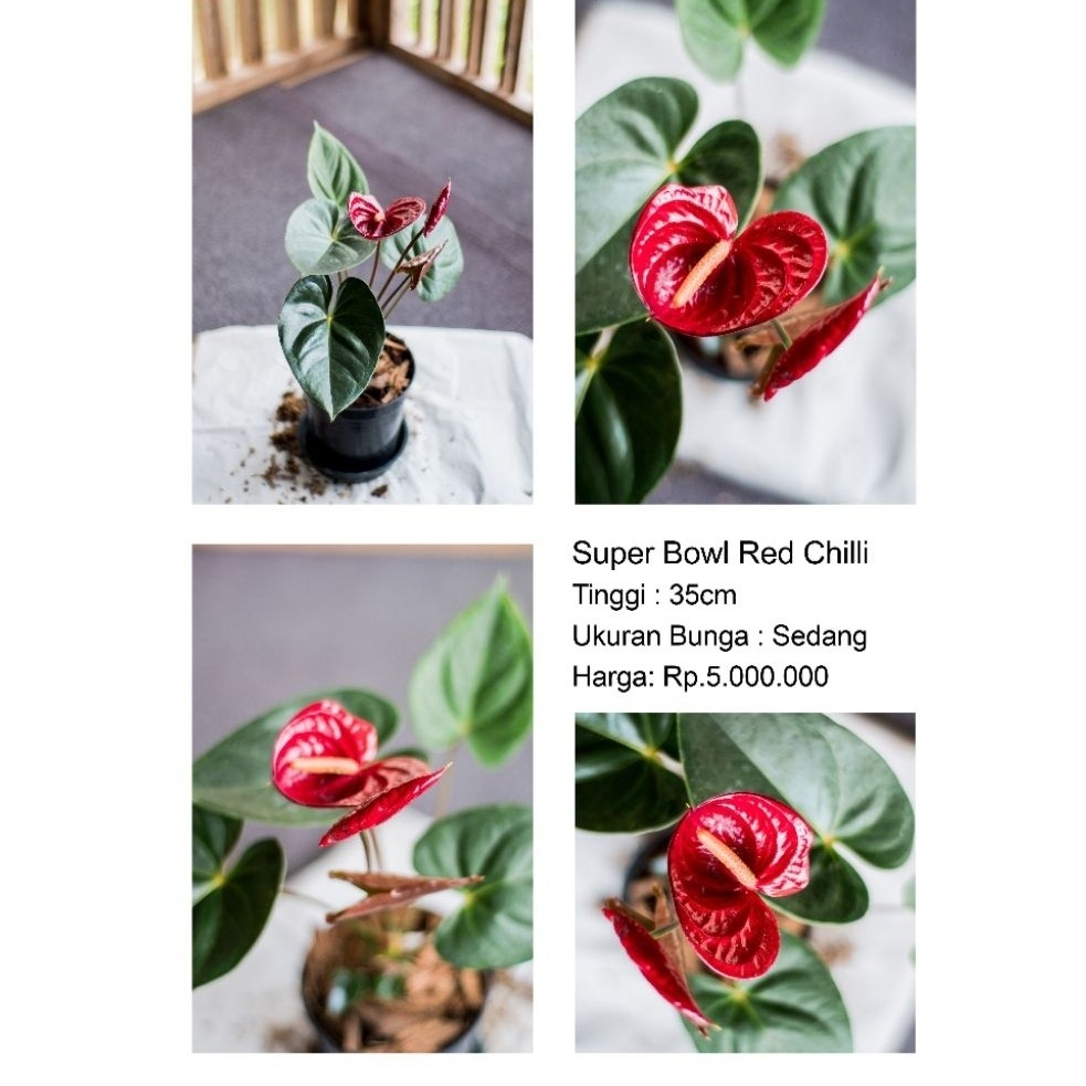 Anthurium bunga Super Bowl Red Chili