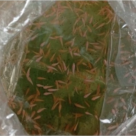 Hiasan Akuarium Bibit Ikan Gurame Padang Nguaci 25 ekor 55K