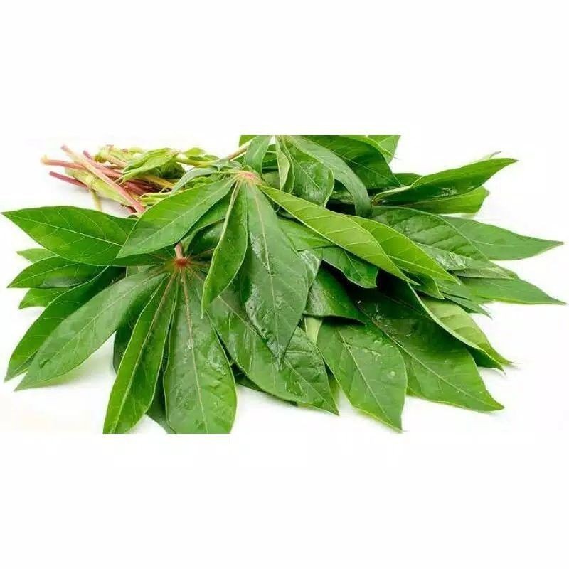 Promo daun singkong segar /1 ikat pucuk daun singkong Bibit.Lokal.Alesha