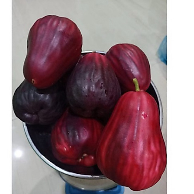 jambu jamaika / jambu jamaica / jambu bol 1kg