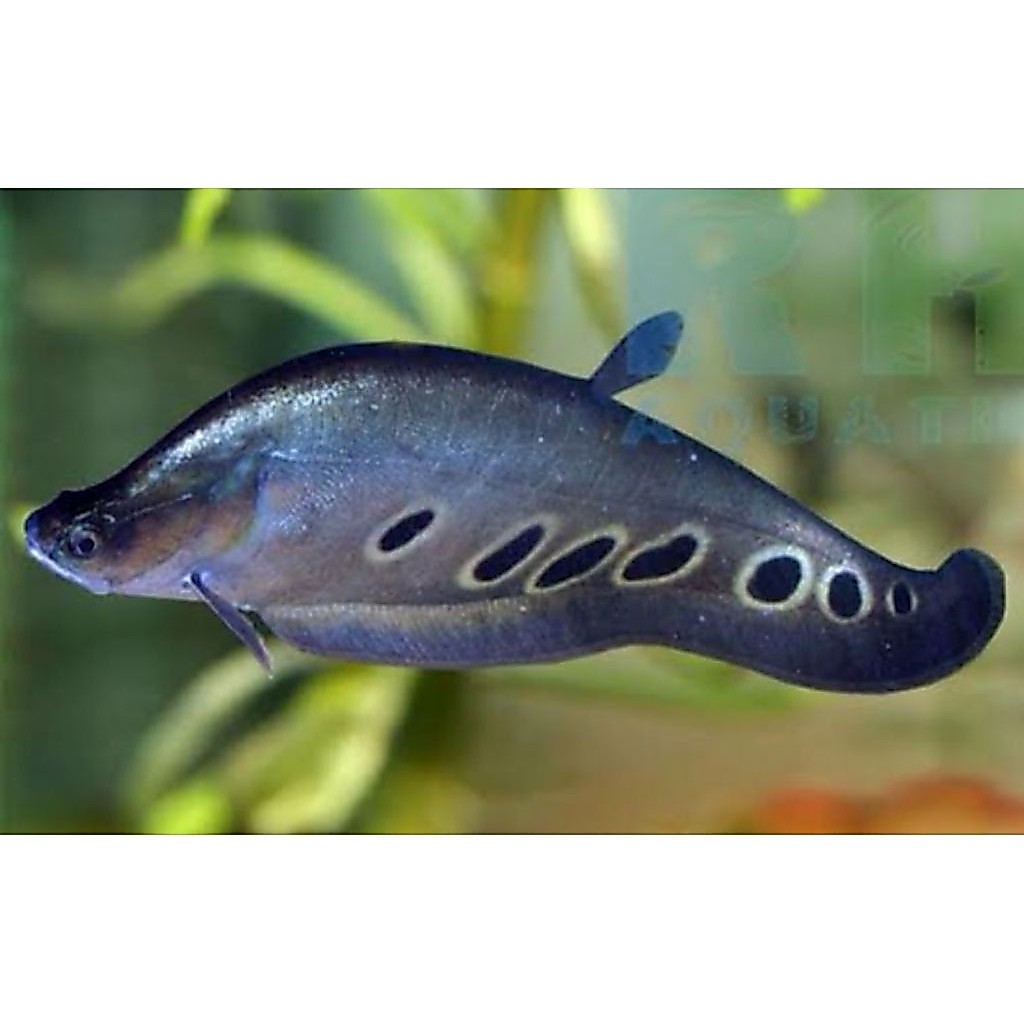 TERLARIS, Ikan (Belida Bangkok), ikan hias air tawar aquarium aquapece