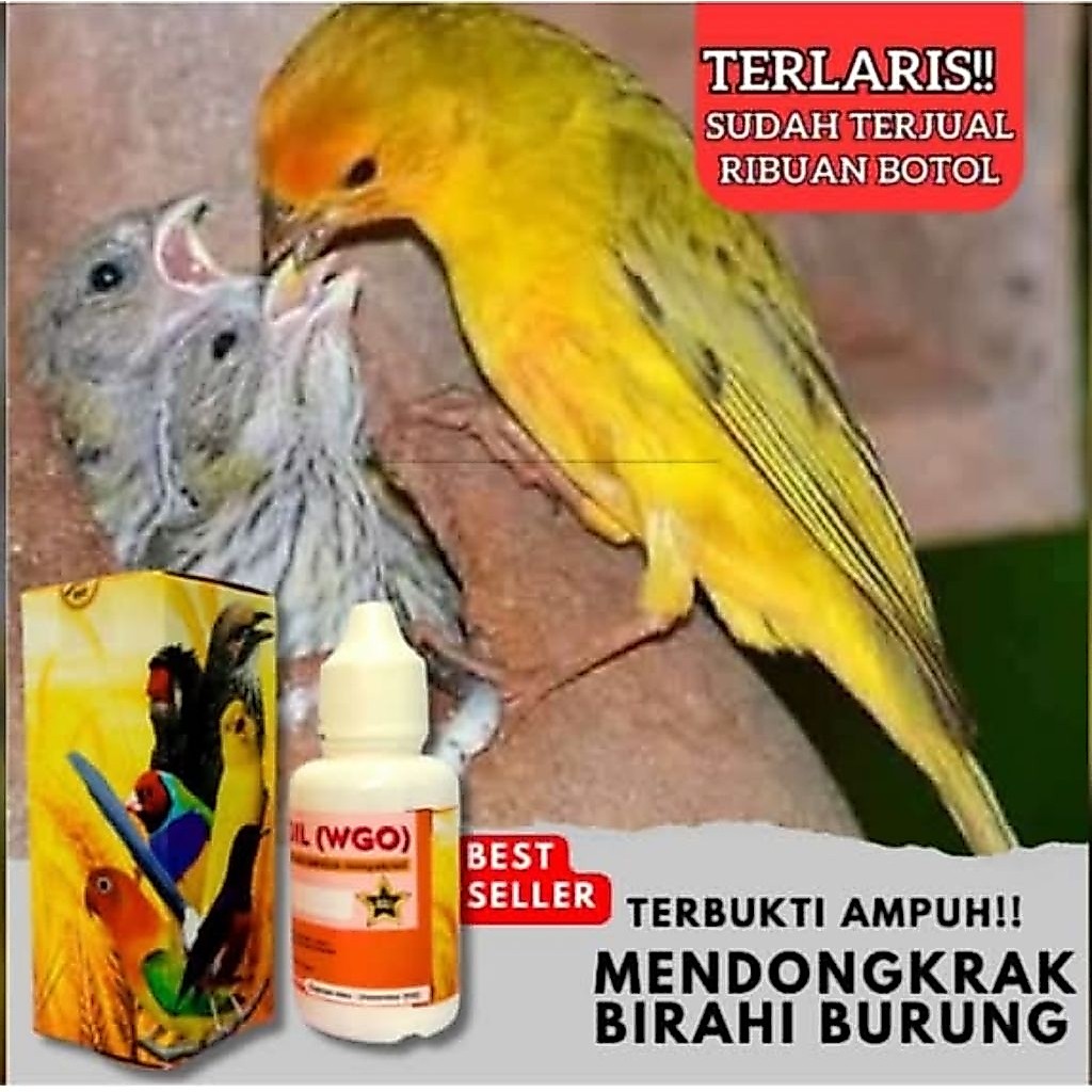 WGO vitamin Ternak SEGALA JENIS BURUNG
Vitamin WGO untuk ternak semua jenis burung
