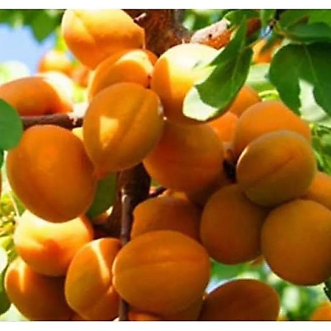 Benih Biji Buah Pohon Aprikot F1