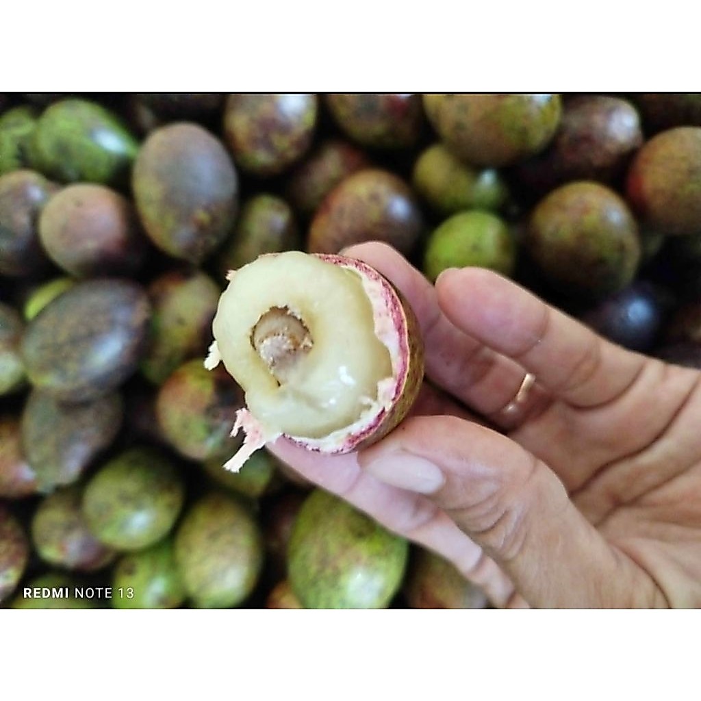 Buah Matoa 1 Kg