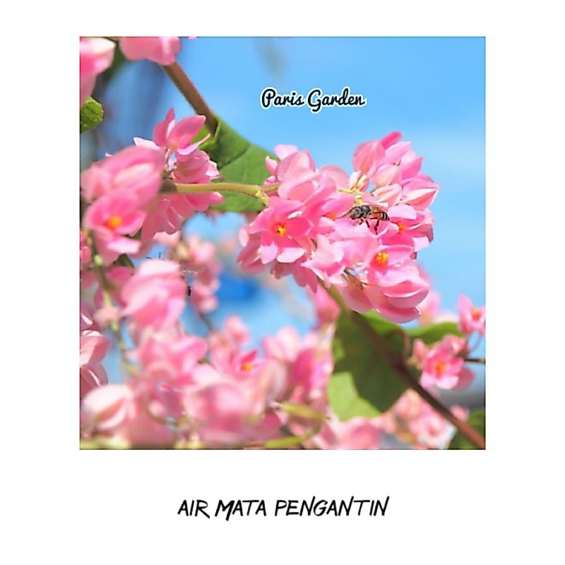 TANAMAN BUNGA AIR MATA PENGANTIN PINK - BIBIT BUNGA AIR MATA PENGANTIN