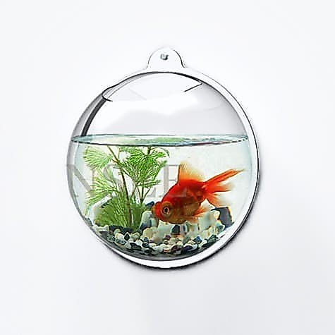 Aquarium dinding, Aquarium Bulat, Aquarium unik, Aquarium minimalis, Aquarium tempel, Aquarium ikan