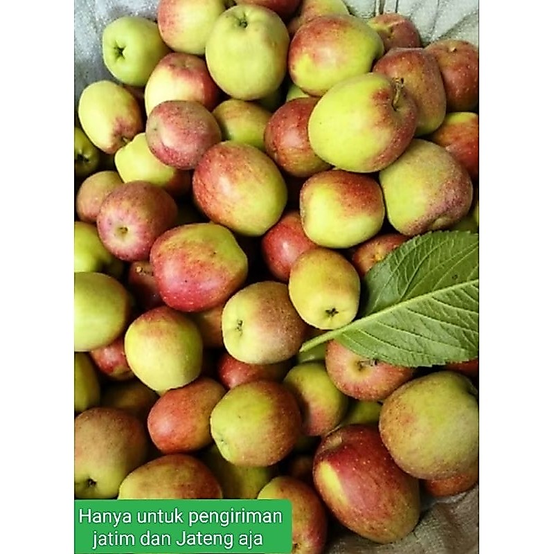 apel malang jenis ANA 1KG JATIMJATENGBALI
