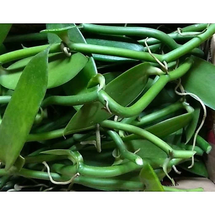Bibit vanili 2 ruas stek vanilla/paneli/ stek potong vania satu