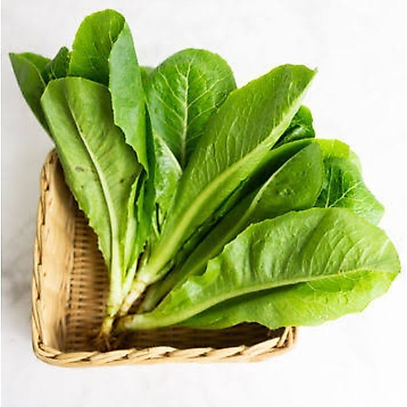 Selada Romaine Organik