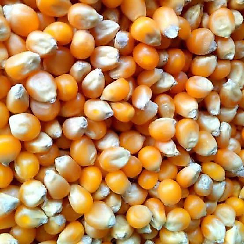 LILOMILO Jagung Pipil Kecil Kering Alami untuk Bermain Sensori 250gram BACA YA/Jagung Kecil untuk Se