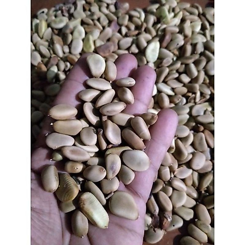 BENIH SECANG 1KG / BENIH KAYU SECANG / BIJI SECANG